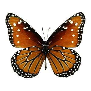The Queen butterfly